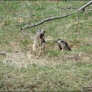 Marmottes à la sortie du terrier